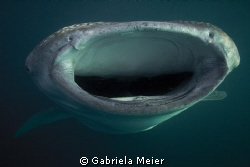 Close up and personal with Waleshark. Shot was taken with... by Gabriela Meier 